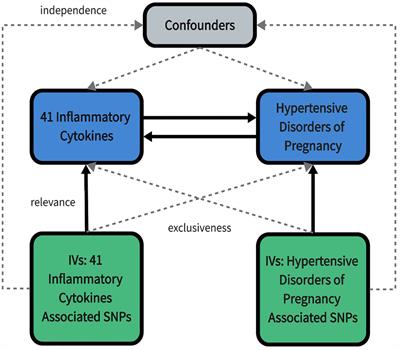 Circulating inflammatory cytokines and hypertensive disorders of pregnancy: a two-sample Mendelian randomization study